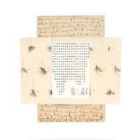 Fly Paper